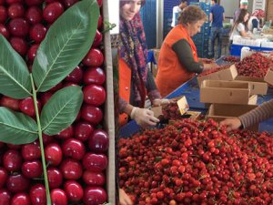 Türk kirazı Çin Seddi'ni aşarak Çinlilerin sofralarını süsledi