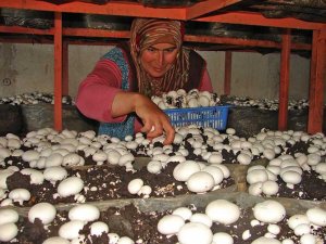 Bakan: Çomakla gitmeyelim