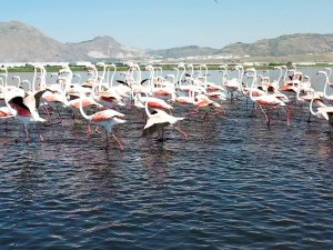 Flamingoları Kayseri, Hürmetçi Sazlığı’nda seyre dalın