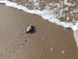 İndigo Turtles projesi deniz kaplumbağalarını koruyor