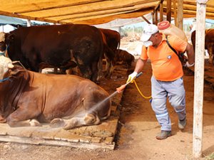 Antalya'da kurbanlık satış noktaları ilaçlandı