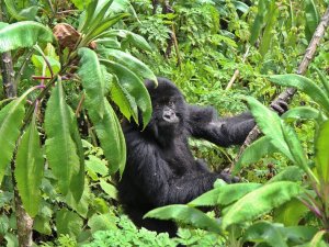 Ruanda, goril turizmi ile ülkeye turist çekiyor