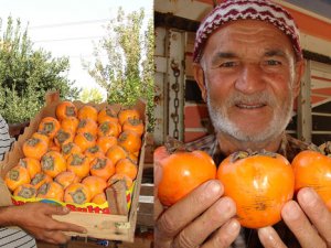 Turistlerin 'gençlik' keşfi Trabzon hurmasına talebi artırdı