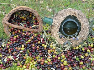 Zeytinin Başkenti neresidir?