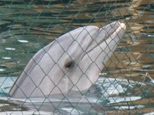 TripAdvisor, yunus ve balinaları hapseden tesislere bilet satmayacak