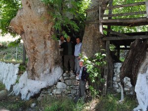 Romalıların diktiği çınar ağaçlarına UNESCO koruması istendi