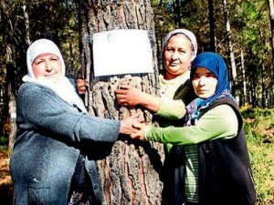Fethiye'de 35 yıllık çam ağaçlarının kesilmesine tepki