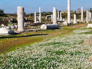 Side Antik Kent'i papatyalarla anemonlara kaldı