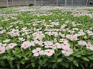 Antalya'da şehir için 5,5 milyon çiçek üretildi