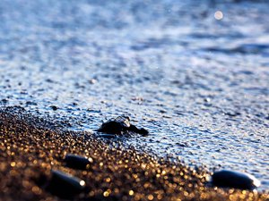 Çıralı'da Caretta Caretta yavruları denizle buluştu