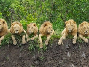 Dünya Aslan Günü: Güney Afrika'da aslan sayıları azalıyor