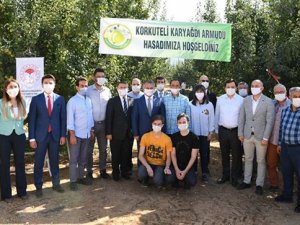 Korkuteli'nin Karyağdı armudunun hasadı başladı