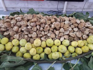 Ege inciri ve sultani üzümü ABD'de hibrit ile tanıtılıyor