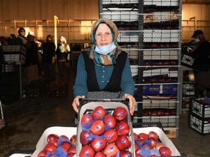 Elma işçisi 78 yaşındaki Şerife Aytar örnek olmalı