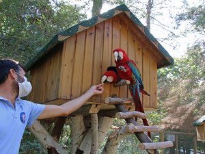 Papağanlar yuvalarına kavuştu