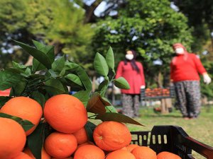 Antalya sokaklarında bulunan ağaçların turunçları reçel oluyor