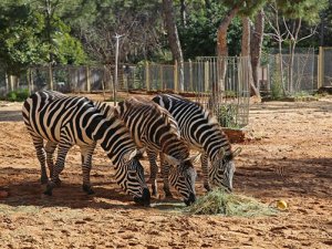 Antalya Hayvanat bahçesi 15 Şubatt'ta ziyarete açılıyor
