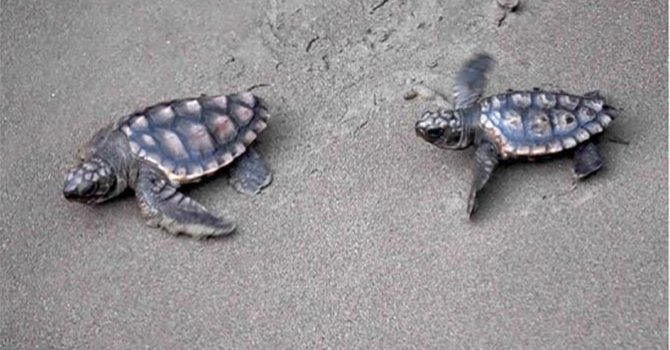 İstanbul'da dev ayakkabılar