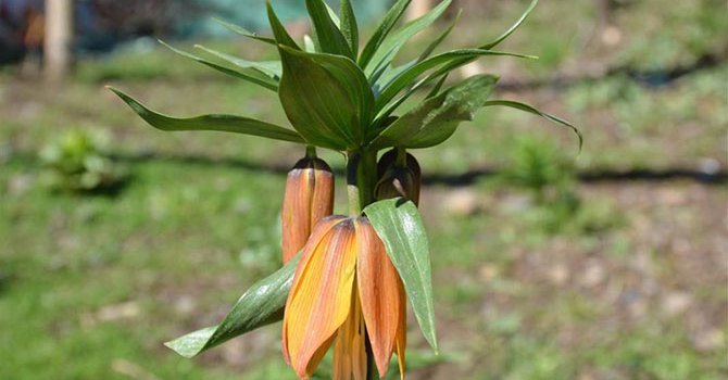 İngiliz damada, Türk usûlü düğün