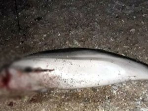 Dünyanın en büyük sebzeleri