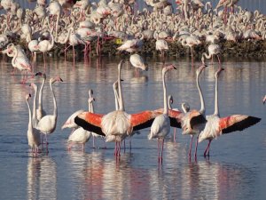 İzmir’in yavru flamingoları dünyaya gözlerini açtı