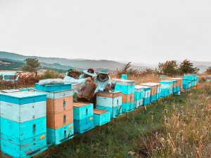 Çiçeklere konan Afrika’nın toz bulutu arıcıları vurdu
