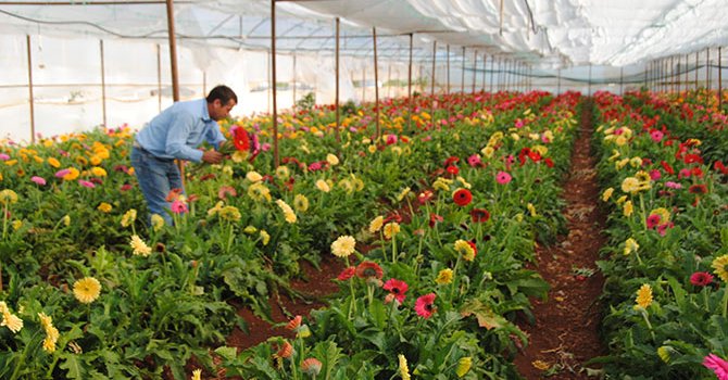 Çatalhöyük"ün artık çatısı var