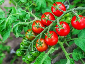 Antalya'da domatesin kilosu 10 kuruşa düştü;çiftçi çaresiz