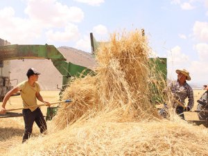 Ata tohumu Antalyalılar için bereket oluşturdu