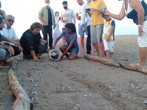 Manavgat'ta yumurtadan çıkan caretta carettalar denizle buluştu