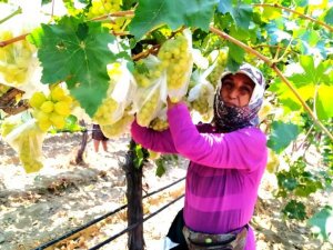 Sultani üzümleri korumak için 4 bin salkımı poşetledi