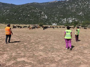 Eynif'te yaşayan yılkı atlar ile yöreye özgü inekler korumaya alındı