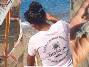 Havai fişekler ve ışık yavru carettalara zarar veriyor