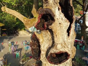 Marmaris’teki 2 bin yıllık ağacın yaraları sarıldı