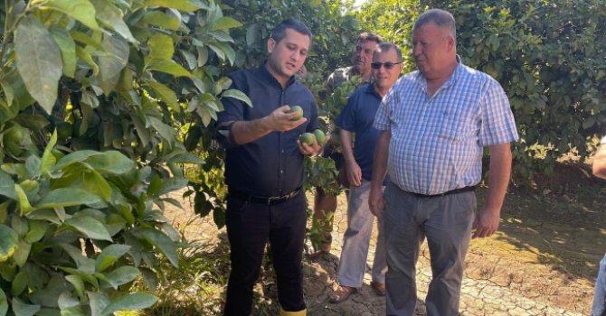 100 bin ton limon dalında değerini bekliyor.