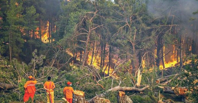 Manavgat’ta yanan 404 bin kızılçam ağacı satışa çıktı