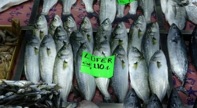 Palamuttan ümit kesildi: Bu yıl hangi balık bol olacak?