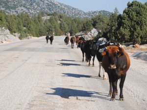 İlk uçak oteli hizmete girdi