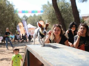 Bodrum Belediyesi'nden "can dostları şenliği"