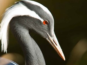 Avrupa'daki her 5 kuştan biri yok olma tehlikesinde