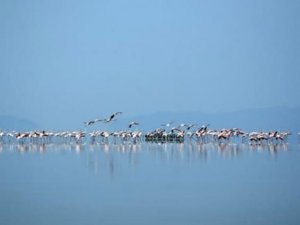 Türkiye'nin ikinci büyük gölü Tuz Gölü de yok oluyor
