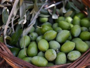 Aydın Memecik Zeytini, Avrupa'da tescillenecek