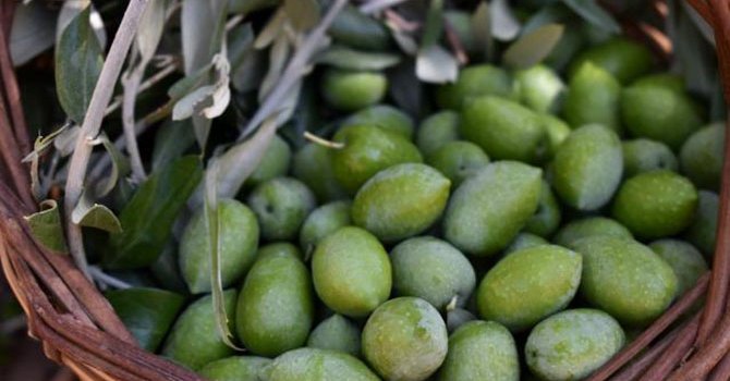 Alanya her fuara katılmamalı