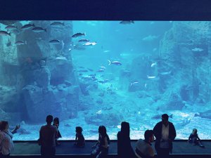 İstanbul Akvaryum 5 gün boyunca öğretmenlere ücretsiz!