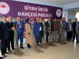 Mudanya'da siyah incir bahçesi projesi başladı