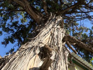 Antalya'da 500 yaşındaki ağaç koruma altına alındı