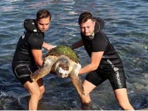 İskenderun'da ölü caretta caretta sahile vurdu