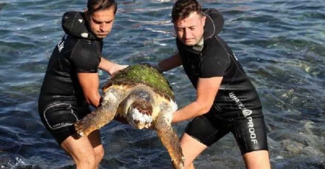 İskenderun'da ölü caretta caretta sahile vurdu