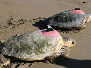 Antalya'da tedavi edilen iki caretta caretta denize bırakıldı