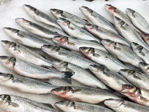 Levreklerde ölümcül hastalık türü saptandı